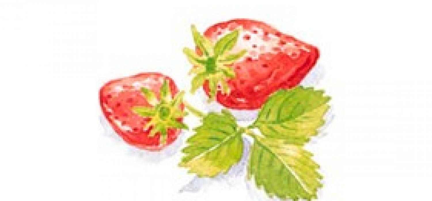 Saviez-vous qu'il existait plus de 600 variétés de fraises ?